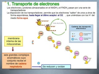 Respiracion oxidativa