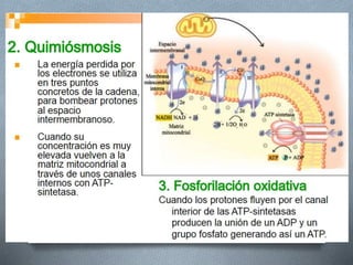 Respiracion oxidativa