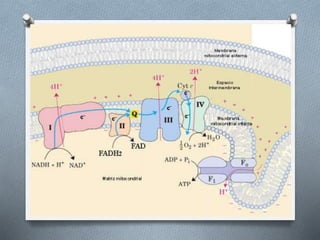 Respiracion oxidativa