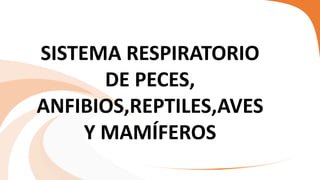 SISTEMA RESPIRATORIO
DE PECES,
ANFIBIOS,REPTILES,AVES
Y MAMÍFEROS
 