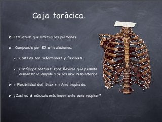 Estructura que limita a los pulmones.
Compuesta por 80 articulaciones.
Costillas son deformables y ﬂexibles.
Cartílagos costales: zona ﬂexible que permite
aumentar la amplitud de los mov respiratorios.
+ Flexibilidad del tórax = + Aire inspirado.
¿Cual es el músculo más importante para respirar?
Caja torácica.
 