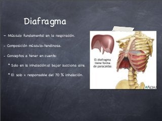 Diafragma
- Músculo fundamental en la respiración.
- Composición músculo-tendinosa.
- Conceptos a tener en cuenta:
* Solo en la inhalación:al bajar succiona aire.
* El solo = responsable del 70 % inhalación.
 