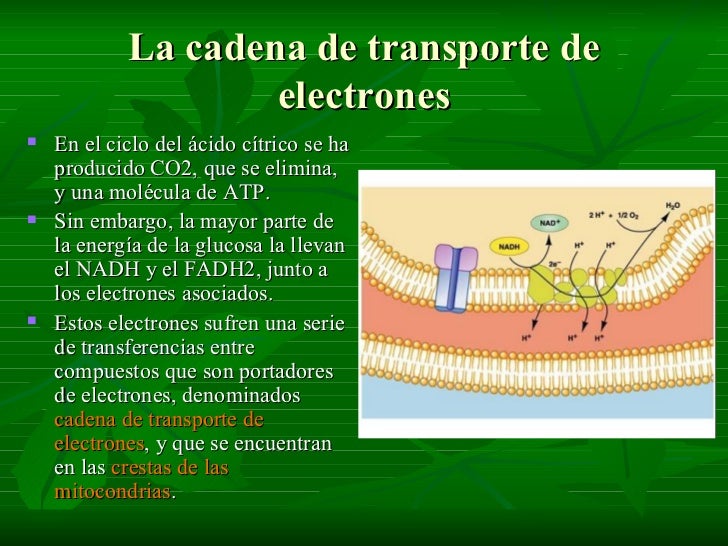 RESPIRACION Y FERMENTACION
