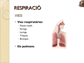 RESPIRACIÓ <ul><li>VIES </li></ul><ul><li>Vies respiratòries </li></ul><ul><ul><li>Fosses nasals </li></ul></ul><ul><ul><l...