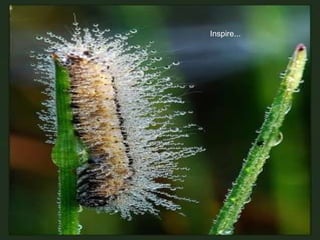 Inspire... 