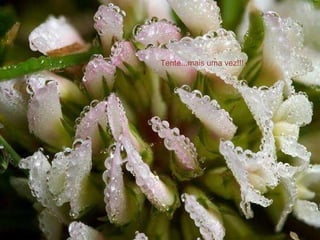 Tente...mais uma vez!!! 