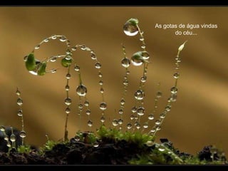 As gotas de água vindas do céu... 