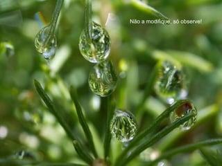Não a modifique, só observe! 