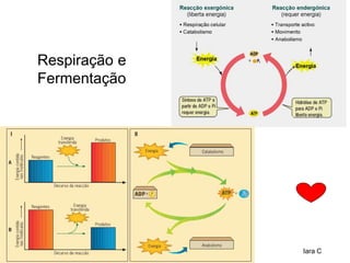 Respiração e
Fermentação
Iara C
 