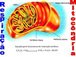 Equação geral do processo de respiração aeróbica:
 C6H12O6 + 6 O2          6 CO2 + 6 H2O + 38 ATP
 