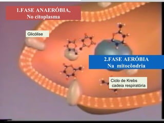 1.FASE ANAERÓBIA,
    No citoplasma


   Glicólise




                    2.FASE AERÓBIA
                      Na mitocôndria

                      Ciclo de Krebs
                      cadeia respiratória
 