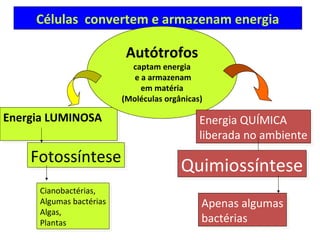 Células convertem e armazenam energia

                           Autótrofos
                            captam energia
                             e a armazenam
                               em matéria
                          (Moléculas orgânicas)

Energia LUMINOSA
Energia LUMINOSA                              Energia QUÍMICA
                                               Energia QUÍMICA
                                              liberada no ambiente
                                               liberada no ambiente
    Fotossíntese
    Fotossíntese                         Quimiossíntese
                                         Quimiossíntese
     Cianobactérias,
      Cianobactérias,
     Algumas bactérias
      Algumas bactérias                       Apenas algumas
                                              Apenas algumas
     Algas,
      Algas,
     Plantas
      Plantas
                                              bactérias
                                              bactérias
 