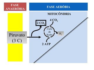 FASE
                    FASE AERÓBIA
ANAERÓBIA


                      4 CO2
            2 CO2
                    Ciclo
                     de
                              H2
 Piruvato           Krebs

  (3 C)
               2 ATP
 
