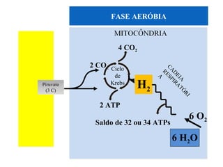 FASE AERÓBIA



                     4 CO2

           2 CO2   Ciclo




                                CA ESP
                                  R
                                  D IR
                    de




                                    EI A
                                    A
                           H2




                                      A TÓ
Piruvato           Krebs
 (3 C)




                                          RI
             2 ATP
                                           6 O2
            Saldo de 32 ou 34 ATPs

                                     6 H2O
 