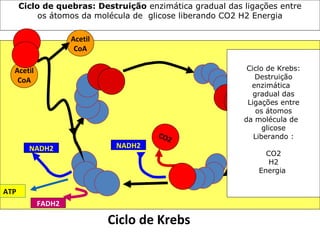 Ciclo de quebras: Destruição enzimática gradual das ligações entre
           os átomos da molécula de glicose liberando CO2 H2 Energia

                   Acetil
                    CoA

  Acetil                                                   Ciclo de Krebs:
   CoA                                                       Destruição
                                                            enzimática
                                                             gradual das
                                                           Ligações entre
                                                              os átomos
                                                          da molécula deNADH2
                                                                glicose
                                      CO2                    Liberando :
        NADH2                NADH2
                                                                CO2
                                                                 H2
                                                              Energia

ATP
           FADH2

                            Ciclo de Krebs
 