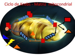Ciclo de Krebs - Matriz mitocondrial
 