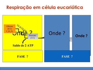 Respiração em célula eucariótica


            GL
Glicose
Glicose        IC                             4 CO2
 (6 C)
  (6 C)
                  ÓL
                     IS
                                      2 CO2
C H12O
       Onde ?
C66H12O66              E
                           Piruvato
                                      Onde ?
                                        Ciclo
                                                             Onde ?




                                                           CA ESP
                            (3 C)          de




                                                             R
                                                             D IR
                                                               EI A
                                                      H2




                                                                 A TÓ
                                          Krebs

        Saldo de 2 ATP                                                    6 O2




                                                                   RI
                                                                      A
                                       2 ATP
                                                                        6 H2O
                                        Saldo de 32 ou 34 ATPs
            FASE ?                                FASE ?
 