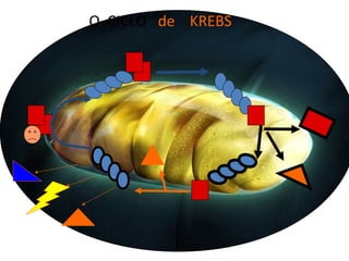 O CICLO de KREBS
 