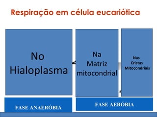 Respiração em célula eucariótica


            GL
Glicose
Glicose        IC                              4 CO2
 (6 C)
  (6 C)
                  ÓL
                     IS
                                       2 CO2

      No                                  Na
C66H12O66
C H12O                 E
                           Piruvato        Ciclo                 Nas
                                         Matriz H




                                                            CA ESP
                            (3 C)           de                  Cristas




                                                              R
                                                              D IR
Hialoplasma



                                                                EI A
                                                             Mitocondriais




                                                                  A TÓ
                                          Krebs         2


  Saldo de 2 ATP                      mitocondrial                         6 O2




                                                                    RI
                                                                       A
                                        2 ATP
                                                                         6 H2O
                                         Saldo de 32 ou 34 ATPs


                                            FASE AERÓBIA
   FASE ANAERÓBIA
 