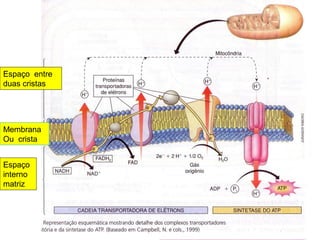 Espaço entre
duas cristas




Membrana
Ou crista


Espaço
interno
matriz
 