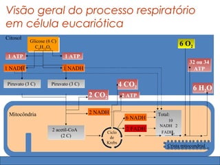 Visão geral do processo respiratório
em célula eucariótica
Citosol
           Glicose (6 C)
           Glicose (6 C)
             C66H12O66
              C H12O
                                                                        6 O2
 1 ATP                     1 ATP
                                                                             32 ou 34
1 NADH                     1 NADH                                              ATP

Piruvato (3 C)       Piruvato (3 C)                4 CO2                      6 H2O
                                      2 CO2        2 ATP


 Mitocôndria                          2 NADH                  Total:
                                                     6 NADH      10
                                                              NADH 2
                     2 acetil-CoA                    2 FADH
                                           Ciclo               FADH22
                         (2 C)              de
                                           Krebs
                                                                  Crista mitocondrial
 