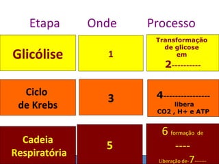 Etapa       Onde   Processo
                       Transformação
                         de glicose
Glicólise        1          em
                         2----------

  Ciclo                4----------------
                 3
 de Krebs                   libera
                       CO2 , H+ e ATP


                        6 formação de
  Cadeia
                 5          ----
Respiratória
                       Liberação de-   7-------
 