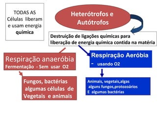 TODAS AS                 Heterótrofos e
Células liberam
e usam energia
                              Autótrofos
    química
                  Destruição de ligações químicas para
                  liberação de energia química contida na matéria

                                    Respiração Aeróbia
Respiração anaeróbia
Fermentação - Sem usar O2
                                    -   usando O2



       Fungos, bactérias          Animais, vegetais,algas
                                  alguns fungos,protozoários
        algumas células de        E algumas bactérias
       Vegetais e animais
 