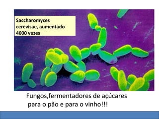 Saccharomyces
cerevisae, aumentado
4000 vezes




    Fungos,fermentadores de açúcares
    para o pão e para o vinho!!!
 