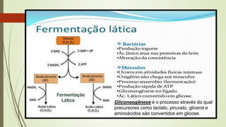 Gliconeogênese é o processo através do qual
precursores como lactato, piruvato, glicerol e
aminoácidos são convertidos em glicose.
 