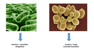 Bactérias – anaeróbios
obrigatórios
Levedura – fungo
anaeróbio facultativo
 