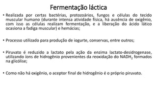 Fermentação láctica
• Realizada por certas bactérias, protozoários, fungos e células do tecido
muscular humano (durante intensa atividade física, há ausência de oxigênio,
com isso as células realizam fermentação, e a liberação do ácido lático
ocasiona a fadiga muscular) e hemácias;
• Processo utilizado para produção de iogurte, conservas, entre outros;
• Piruvato é reduzido a lactato pela ação da enzima lactato-desidrogenase,
utilizando íons de hidrogênio provenientes da reoxidação do NADH2 formados
na glicólise;
• Como não há oxigênio, o aceptor final de hidrogênio é o próprio piruvato.
 