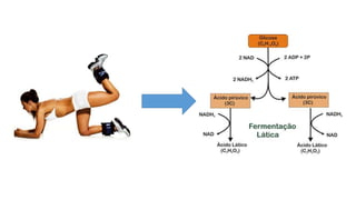 Respiração anaeróbia