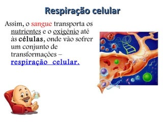 Respiração celular Assim, o  sangue  transporta os  nutrientes  e o  oxigénio  até às  células , onde vão sofrer um conjunto de transformações –  respiração  celular. 