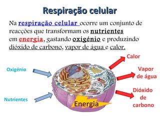 Respiração celular Na  respiração celular  ocorre um conjunto de  reacções que transformam os  nutrientes em  energia , gastando  oxigénio  e produzindo  dióxido de carbono ,  vapor de água  e  calor. Oxigénio Nutrientes Energia Dióxido de carbono Vapor de água Calor 