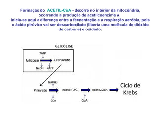 Formação do  ACETIL-CoA  - decorre no interior da mitocôndria, ocorrendo a produção de acetilcoenzima A.  Inicia-se aqui a diferença entre a fermentação e a respiração aeróbia, pois o ácido pirúvico vai ser descarboxilado (liberta uma molécula de dióxido de carbono) e oxidado. 