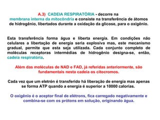 A.3)   CADEIA RESPIRATÓRIA  - decorre na  membrana interna da mitocôndria  e consiste na transferência de átomos de hidrogênio, libertados durante a oxidação da glicose, para o oxigênio. Esta transferência forma água e liberta energia. Em condições não celulares a libertação de energia seria explosiva mas, este mecanismo gradual, permite que esta seja utilizada. Cada conjunto completo de moléculas receptoras intermédias de hidrogênio designa-se, então,  cadeia respiratória .  Além das moléculas de NAD e FAD, já referidas anteriormente, são fundamentais nesta cadeia os citocromos. Cada vez que um eletrón é transferido há liberação de energia mas apenas se forma ATP quando a energia é superior a 10000 calorias.  O oxigênio é o aceptor final de elétrons, fica carregado negativamente e combina-se com os prótons em solução, originando água. 