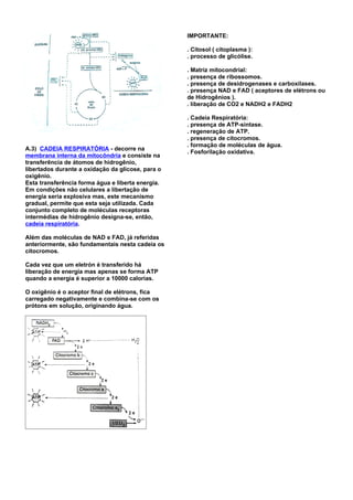 IMPORTANTE:

                                                   . Citosol ( citoplasma ):
                                                   . processo de glicólise.

                                                   . Matriz mitocondrial:
                                                   . presença de ribossomos.
                                                   . presença de desidrogenases e carboxilases.
                                                   . presença NAD e FAD ( aceptores de elétrons ou
                                                   de Hidrogênios ).
                                                   . liberação de CO2 e NADH2 e FADH2

                                                   . Cadeia Respiratória:
                                                   . presença de ATP-sintase.
                                                   . regeneração de ATP.
                                                   . presença de citocromos.
                                                   . formação de moléculas de água.
A.3) CADEIA RESPIRATÓRIA - decorre na
                                                   . Fosforilação oxidativa.
membrana interna da mitocôndria e consiste na
transferência de átomos de hidrogênio,
libertados durante a oxidação da glicose, para o
oxigênio.
Esta transferência forma água e liberta energia.
Em condições não celulares a libertação de
energia seria explosiva mas, este mecanismo
gradual, permite que esta seja utilizada. Cada
conjunto completo de moléculas receptoras
intermédias de hidrogênio designa-se, então,
cadeia respiratória.

Além das moléculas de NAD e FAD, já referidas
anteriormente, são fundamentais nesta cadeia os
citocromos.

Cada vez que um eletrón é transferido há
liberação de energia mas apenas se forma ATP
quando a energia é superior a 10000 calorias.

O oxigênio é o aceptor final de elétrons, fica
carregado negativamente e combina-se com os
prótons em solução, originando água.
 