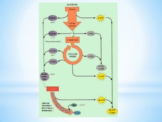 Respiração celular