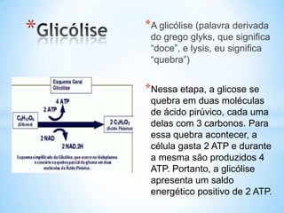 *   *A glicólise (palavra derivada
     do grego glyks, que significa
     “doce”, e lysis, eu significa
     “quebra”)


    *Nessa etapa, a glicose se
     quebra em duas moléculas
     de ácido pirúvico, cada uma
     delas com 3 carbonos. Para
     essa quebra acontecer, a
     célula gasta 2 ATP e durante
     a mesma são produzidos 4
     ATP. Portanto, a glicólise
     apresenta um saldo
     energético positivo de 2 ATP.
 