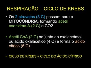 RESPIRAÇÃO – CICLO DE KREBS
• Os 2 piruvatos (3 C) passam para a
  MITOCÔNDRIA, formando acetil
  coenzima A (2 C) e CO2

• Acetil CoA (2 C) se junta ao oxalacetato
  ou ácido oxalacético (4 C) e forma o ácido
  cítrico (6 C)

• CICLO DE KREBS = CICLO DO ÁCIDO CÍTRICO
 
