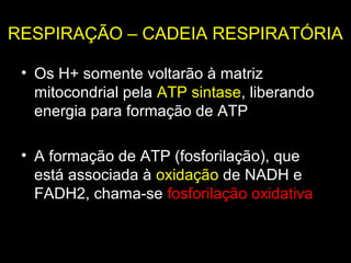 RESPIRAÇÃO – CADEIA RESPIRATÓRIA

 • Os H+ somente voltarão à matriz
   mitocondrial pela ATP sintase, liberando
   energia para formação de ATP

 • A formação de ATP (fosforilação), que
   está associada à oxidação de NADH e
   FADH2, chama-se fosforilação oxidativa
 