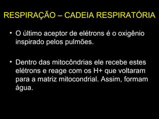 RESPIRAÇÃO – CADEIA RESPIRATÓRIA

 • O último aceptor de elétrons é o oxigênio
   inspirado pelos pulmões.

 • Dentro das mitocôndrias ele recebe estes
   elétrons e reage com os H+ que voltaram
   para a matriz mitocondrial. Assim, formam
   água.
 