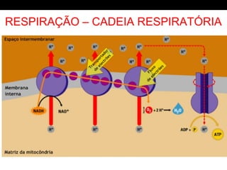 RESPIRAÇÃO
RESPIRAÇÃO – CADEIA RESPIRATÓRIA
 