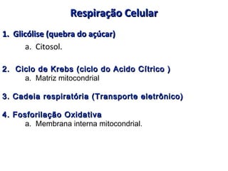 Respiração CelularRespiração Celular
1. Glicólise (quebra do açúcar)1. Glicólise (quebra do açúcar)
a. Citosol.
2. Ciclo de Krebs (ciclo do Acido Cítrico )2. Ciclo de Krebs (ciclo do Acido Cítrico )
a. Matriz mitocondrial
3. Cadeia respiratória (Transporte eletrônico)3. Cadeia respiratória (Transporte eletrônico)
4. Fosforilação Oxidativa4. Fosforilação Oxidativa
a. Membrana interna mitocondrial.
 