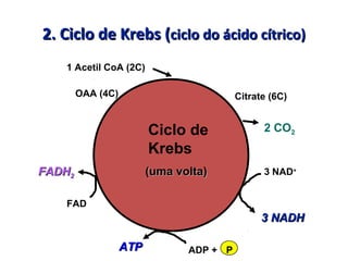 Ciclo de
Krebs
1 Acetil CoA (2C)
3 NAD+
3 NADH3 NADH
FAD
FADHFADH22
ATPATP ADP + P
(uma volta)(uma volta)
OAA (4C) Citrate (6C)
2 CO2
2. Ciclo de Krebs (2. Ciclo de Krebs (ciclo do ácido cítrico)ciclo do ácido cítrico)
 