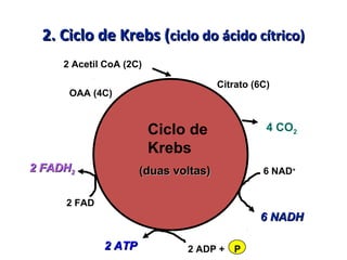 2. Ciclo de Krebs (2. Ciclo de Krebs (ciclo do ácido cítrico)ciclo do ácido cítrico)
Ciclo de
Krebs
2 Acetil CoA (2C)
6 NAD+
6 NADH6 NADH
2 FAD
2 FADH2 FADH22
2 ATP2 ATP 2 ADP + P
(duas voltas)(duas voltas)
OAA (4C)
Citrato (6C)
4 CO2
 