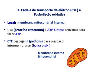 3. Cadeia de transporte de elétron (CTE) e3. Cadeia de transporte de elétron (CTE) e
FFosforilação oxidativaosforilação oxidativa
• Local:Local: membrana mitocondrial interna.
• Usa (proteína citocromo)(proteína citocromo) e ATP Sintase (enzima) para
fazer ATP.
• CTE despeja H+
(prótons) para o espaço
intermembranar (baixa o pH )
Membrane interna
Mitocondrial
 