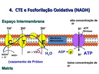 4. CTE e Fosforilação Oxidativa (NADH)4. CTE e Fosforilação Oxidativa (NADH)
NADH
+ H+
ATP
Sintase
1H+
2H+
3H+
alta concentração dealta concentração de
HH++
H+
ADP +
ATP
baixa concentração debaixa concentração de
HH++
H+
(vazamento de Próton
P
C T E
NAD+
2H+
+ 1/2O2 H2O
Espaço IntermembranaEspaço Intermembrana
MatrizMatriz
Membrana
Mitocondrial
 