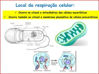 Local da respiração celular:
 Ocorre no citosol e mitocôndrias das células eucarióticas
 Ocorre também no citosol e membrana plasmática de células procarióticas
 