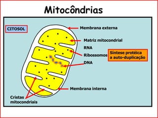 Mitocôndrias
Membrana externa
Membrana interna
Matriz mitocondrial
Cristas
mitocondriais
DNA
RNA
Ribossomos
Síntese protéica
a auto-duplicação
CITOSOL
 
